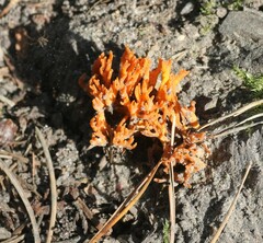 Calocera viscosa