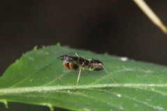Odontomantis