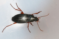 Calathus fuscipes