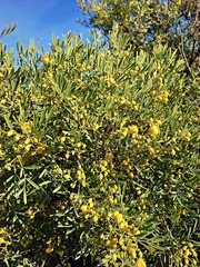 Senna artemisioides coriacea