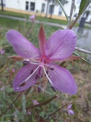 Chamaenerion dodonaei