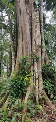 Ficus superba