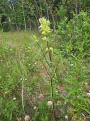 Rhinanthus serotinus aestivalis