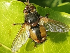 Tachina fera