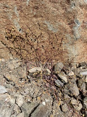 Eriogonum gracile