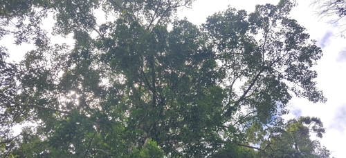 Image of Ficus superba by (c) T R Shankar Raman, some rights reserved (CC BY)