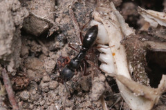 Ponerinae
