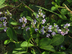 Veronica officinalis