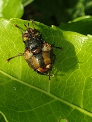 Tachina fera