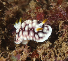 Goniobranchus geometricus