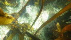 Saccorhiza polyschides