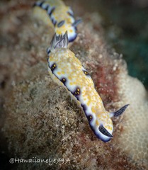 Hypselodoris imperialis