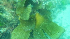 Saccorhiza polyschides