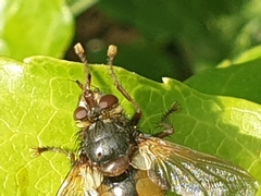 Tachina fera