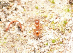 Pheidole rugosula
