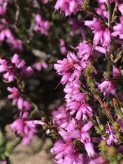 Erica rosacea