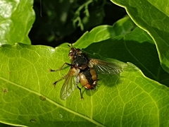 Tachina fera