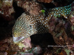 Gymnothorax meleagris