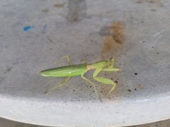 Hierodula patellifera