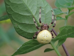 Araneus trifolium