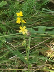 Agrimonia eupatoria