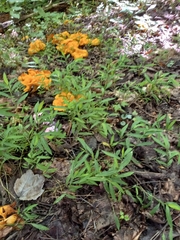 Cantharellus lateritius