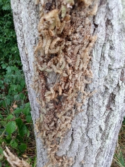 Thaumetopoea processionea