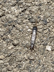 Allacrotelsa spinulata