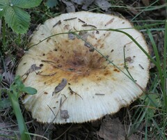 Russula foetens
