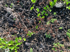 Lysimachia mauritiana