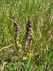 Pedicularis dasystachys