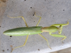 Hierodula patellifera