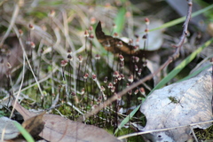 Asterella australis