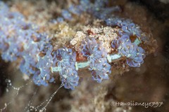 Pteraeolidia semperi