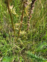 Pedicularis dasystachys