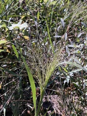 Panicum capillare