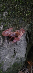 Auricularia