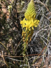 Bulbine lagopus