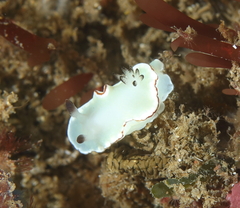 Glossodoris angasi