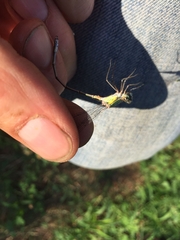 Chalcolestes viridis