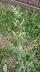 Chenopodium betaceum