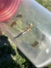 Sympetrum pedemontanum