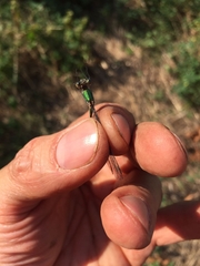 Chalcolestes viridis