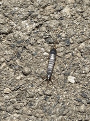 Allacrotelsa spinulata