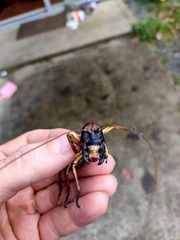 Hemideina crassidens