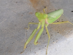 Hierodula patellifera