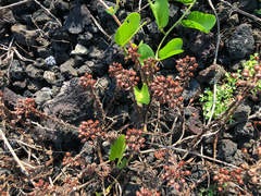 Lysimachia mauritiana