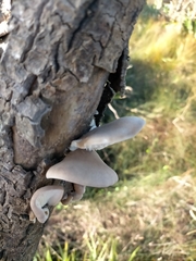 Pleurotus australis