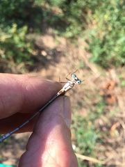 Chalcolestes viridis