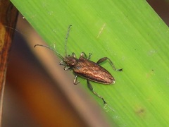 Donacia marginata